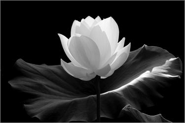 Lotus Flower IMGP7600 650